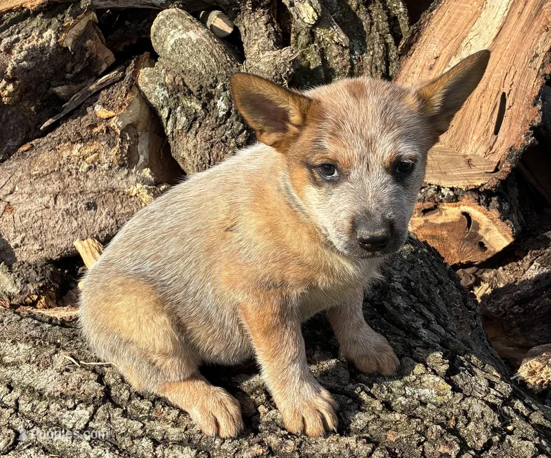 Rosie – Australian Cattle Dog puppy for sale in Wentworth, MO