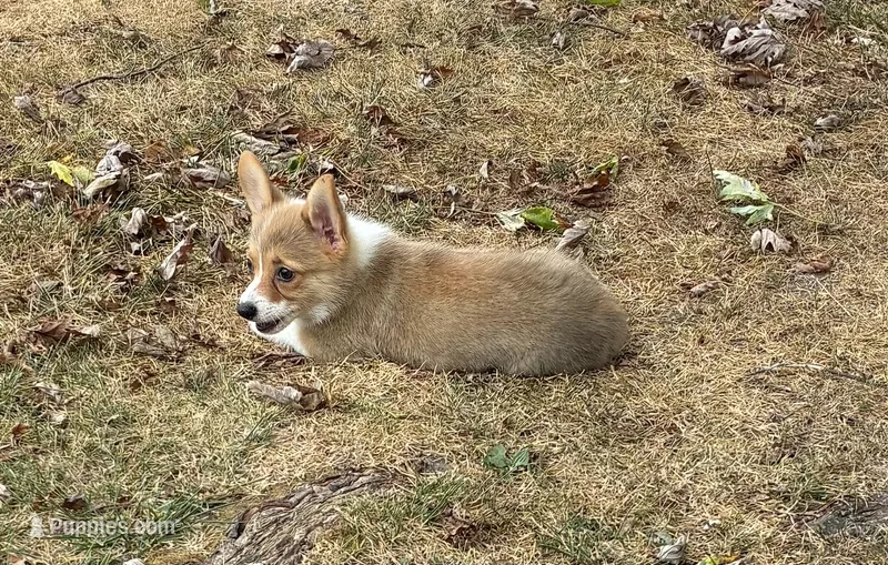 Sally – Pembroke Welsh Corgi puppy for sale in Wentworth, MO