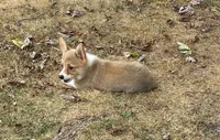Sally, a female Pembroke Welsh Corgi for sale in Wentworth, MO – 1 of 2