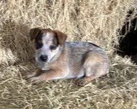 Buck, a male Australian Cattle Dog for sale in Wentworth, MO – Photo 1 of 2