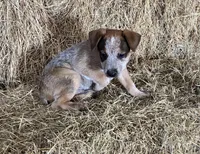 Buck, a male Australian Cattle Dog for sale in Wentworth, MO – Photo 2 of 2
