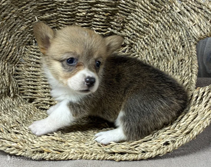 Sissy, a female Pembroke Welsh Corgi for sale in Wentworth, MO – 1 of 2