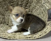 Sissy, a female Pembroke Welsh Corgi for sale in Wentworth, MO – 1 of 2