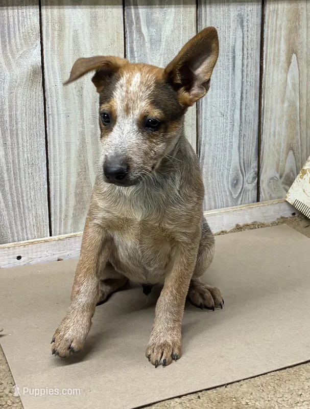 Buck – Australian Cattle Dog puppy for sale in Wentworth, MO