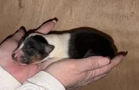 processed/30764bd8-c256-44f2-9800-2560edbe8c1a/listing/203069fd-9e82-43d2-9384-1d74a4befdf1/77d0a0c9-bc38-4145-9d73-98019010a08d