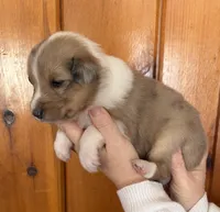 Arya, a female Shetland Sheepdog and Collie for sale in Augusta, ME – Photo 3 of 6