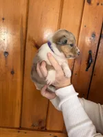 Arya, a female Shetland Sheepdog and Collie for sale in Augusta, ME – Photo 4 of 6