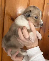 Arya, a female Shetland Sheepdog and Collie for sale in Augusta, ME – Photo 2 of 6