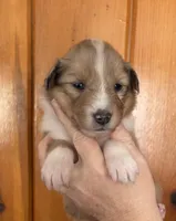 Arya, a female Shetland Sheepdog and Collie for sale in Augusta, ME – Photo 1 of 6