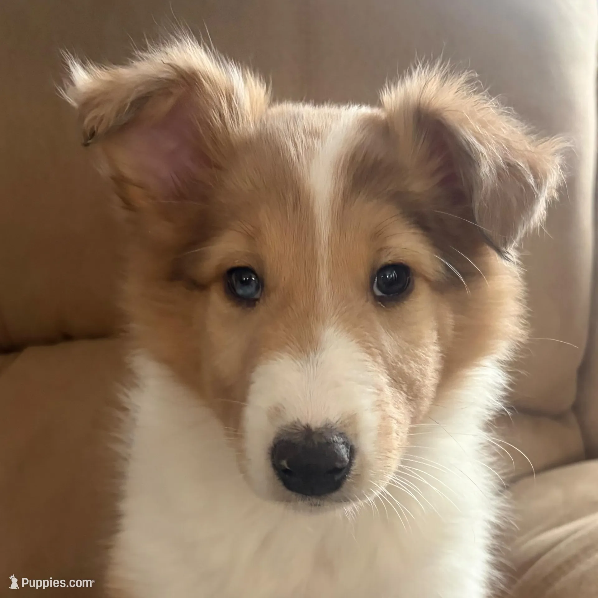Jamie – Shetland Sheepdog, Collie puppy on hold in Augusta, ME