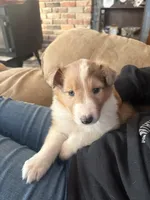 Jamie, a male Shetland Sheepdog and Collie for sale in Augusta, ME – Photo 3 of 5