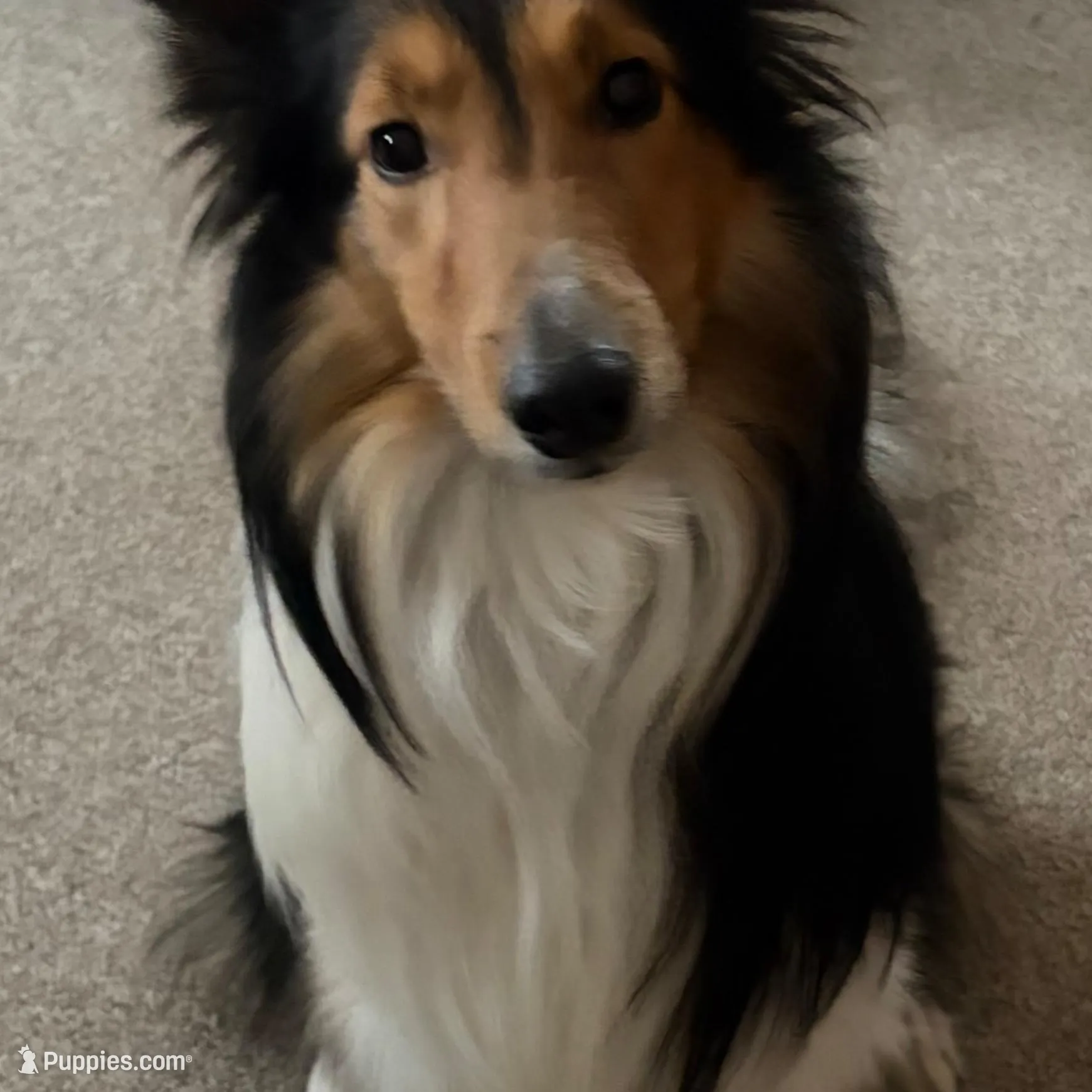 Jamie, a male Shetland Sheepdog and Collie for sale in Augusta, ME – Photo 5 of 5