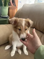 Jamie, a male Shetland Sheepdog and Collie for sale in Augusta, ME – Photo 2 of 5