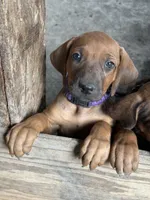 Ms. Purple, a female Rhodesian Ridgeback for sale in Greenville, MI – 2 of 8