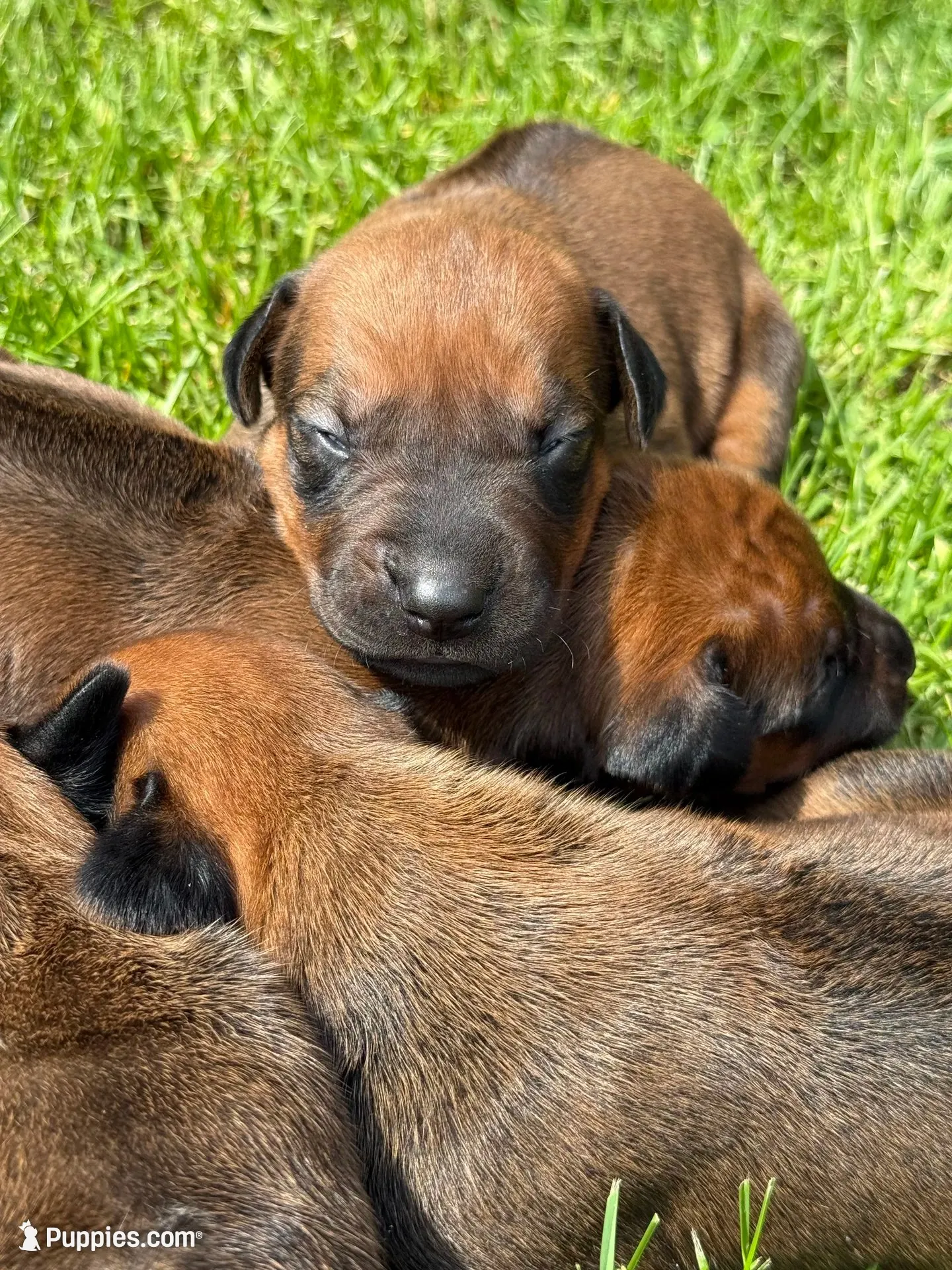 Ms. Black, a female Rhodesian Ridgeback for sale in Greenville, MI – 6 of 10