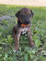 Ms. Orange, a female Rhodesian Ridgeback for sale in Greenville, MI – 3 of 10
