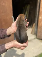 Ms. Pink, a female Rhodesian Ridgeback for sale in Greenville, MI – 3 of 10