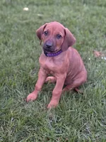 Ms. Purple, a female Rhodesian Ridgeback for sale in Greenville, MI – 3 of 8