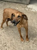 Ms. Orange, a female Rhodesian Ridgeback for sale in Greenville, MI – 8 of 10