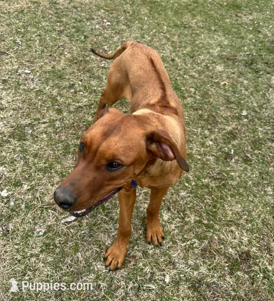 Ms. Green, a female Rhodesian Ridgeback for sale in Greenville, MI – 6 of 9