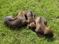 Ms. Light Blue, a female Rhodesian Ridgeback for sale in Greenville, MI – 4 of 8