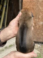 Ms. Orange, a female Rhodesian Ridgeback for sale in Greenville, MI – 2 of 10