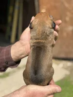 Ms. Yellow, a female Rhodesian Ridgeback for sale in Greenville, MI – 2 of 10