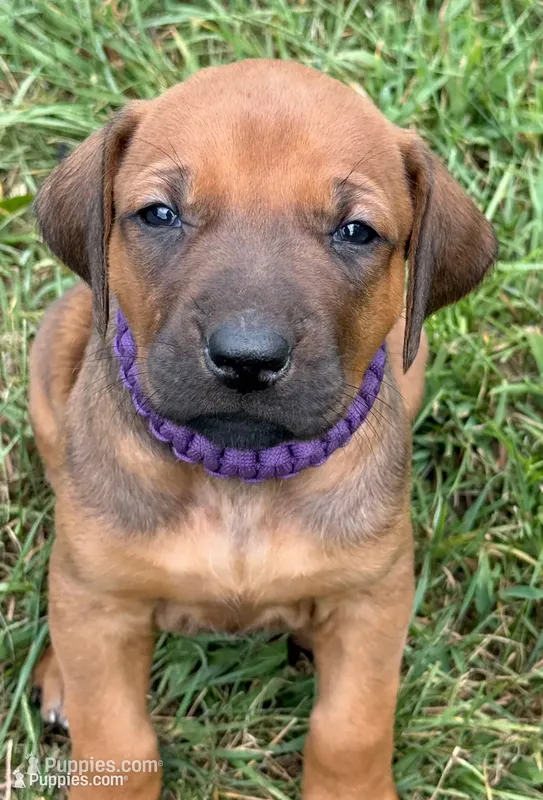 Ms. Purple – Rhodesian Ridgeback puppy for sale in Greenville, MI