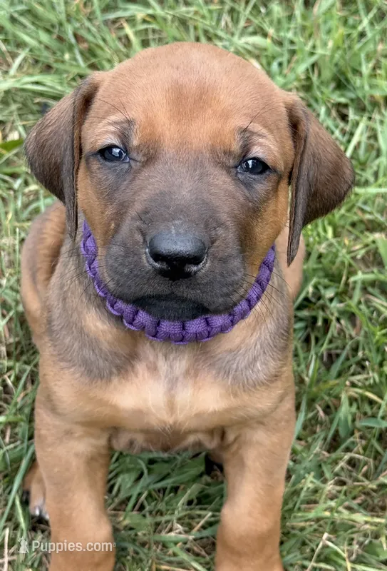 Ms. Purple – Rhodesian Ridgeback puppy for sale in Greenville, MI