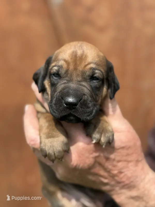 Ms. Purple – Rhodesian Ridgeback puppy for sale in Greenville, MI