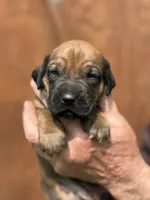 Ms. Light Blue, a female Rhodesian Ridgeback for sale in Greenville, MI – 1 of 8