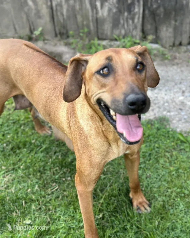Millie Jo – Rhodesian Ridgeback puppy for sale in Greenville, MI