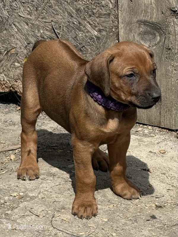 Ms. Purple – Rhodesian Ridgeback puppy for sale in Greenville, MI