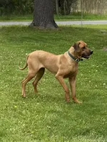 Ms. Light Blue, a female Rhodesian Ridgeback for sale in Greenville, MI – 5 of 8