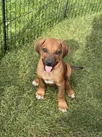 Ms. Orange, a female Rhodesian Ridgeback for sale in Greenville, MI – 4 of 10
