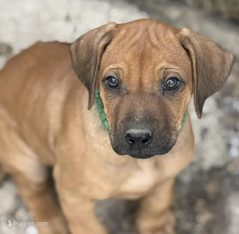 Ms. Purple – Rhodesian Ridgeback puppy for sale in Greenville, MI