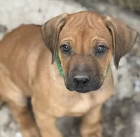 Ms. Purple, a female Rhodesian Ridgeback for sale in Greenville, MI – 1 of 9