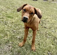 RR Puppy, a  Rhodesian Ridgeback for sale in Greenville, MI – 10 of 10