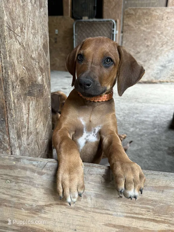 Ms. Orange  – Rhodesian Ridgeback puppy on hold in Greenville, MI