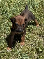 Ms. Orange, a female Rhodesian Ridgeback for sale in Greenville, MI – 2 of 10