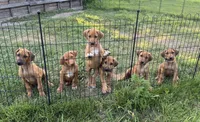Ms. Green, a female Rhodesian Ridgeback for sale in Greenville, MI – 5 of 9