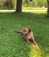 Millie Jo, a female Rhodesian Ridgeback for sale in Greenville, MI – 3 of 3