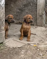 RR Puppy, a  Rhodesian Ridgeback for sale in Greenville, MI – 3 of 10