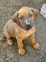 Ms. Purple, a female Rhodesian Ridgeback for sale in Greenville, MI – 4 of 8