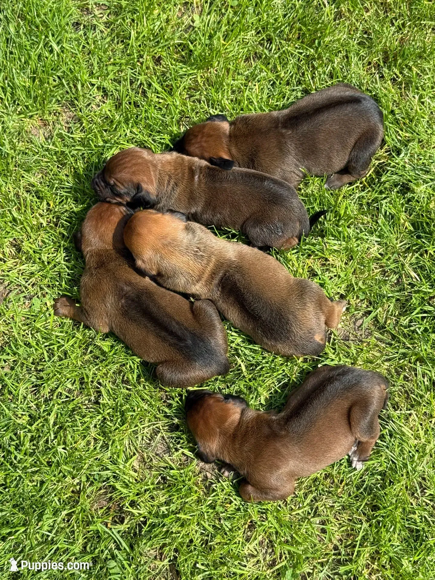 Ms. Black, a female Rhodesian Ridgeback for sale in Greenville, MI – 4 of 10