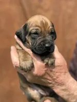 Ms. Light Blue, a female Rhodesian Ridgeback for sale in Greenville, MI – 2 of 8