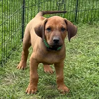 RR Puppy, a  Rhodesian Ridgeback for sale in Greenville, MI – 8 of 10