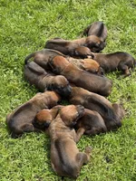 Ms. Red, a female Rhodesian Ridgeback for sale in Greenville, MI – 6 of 10