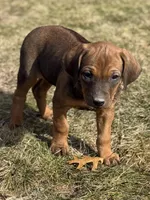 Ms. Blue, a female Rhodesian Ridgeback for sale in Greenville, MI – Photo 2 of 10