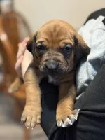 processed/307b7592-3b97-4b17-9f47-60993d6c32fd/listing/44a97a23-ca0b-4855-8f6a-0f8732c67c97/681a23e8-2393-49a5-b3a3-0abff1829e35